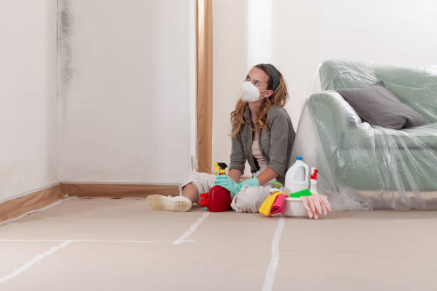 Reliable Basement Mold Removal contractor in West Chicago, IL by Cheap Mold Removal